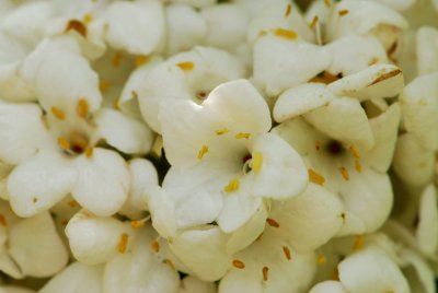 Viburnum x carlcephalum - kalina kulovitá - květ